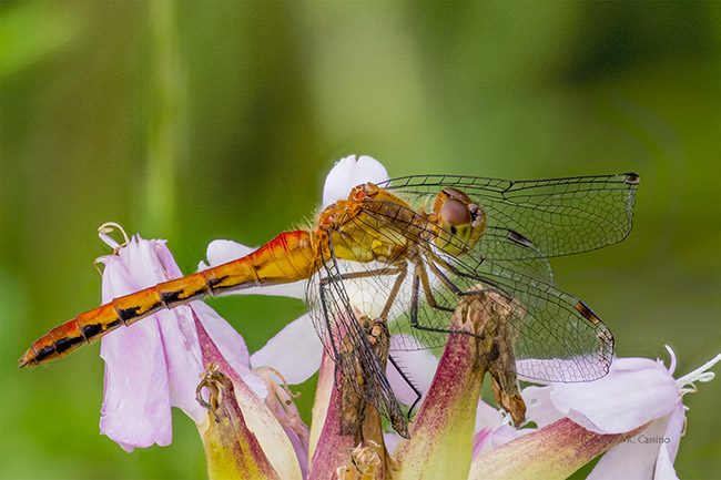 Meadowhawk Dragonfly